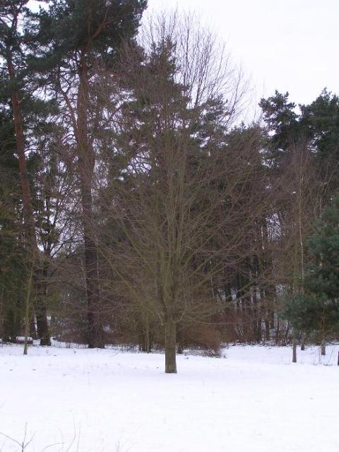 5. Februar 2005